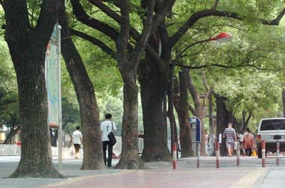 绿阴