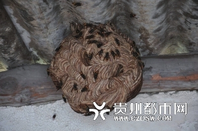 马蜂