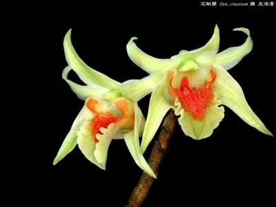 名花