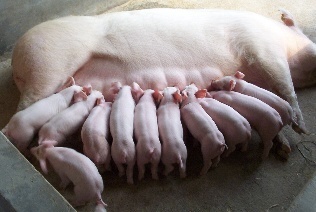 母猪