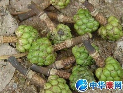 木莲