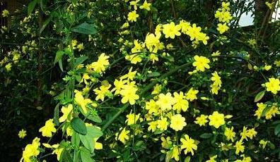 木樨