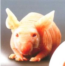 啮齿