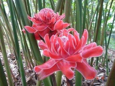 奇花