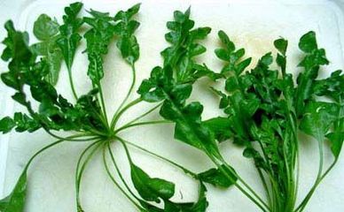 荠菜