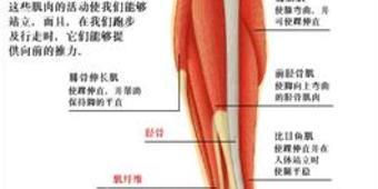 前侧