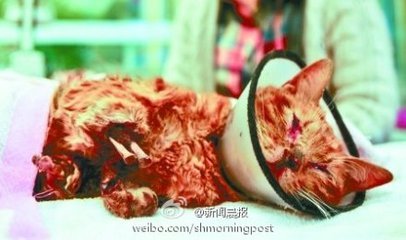 前爪
