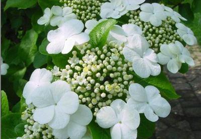 琼花