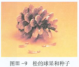 球果