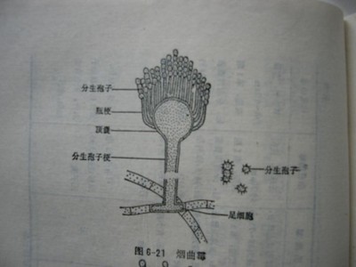曲霉