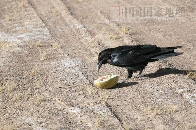 取食