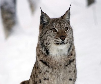 山猫