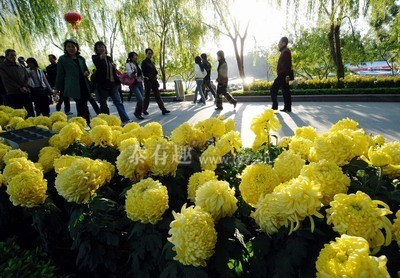 赏菊