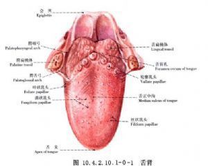 舌根