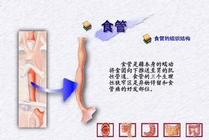 食管