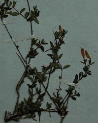 细瘦
