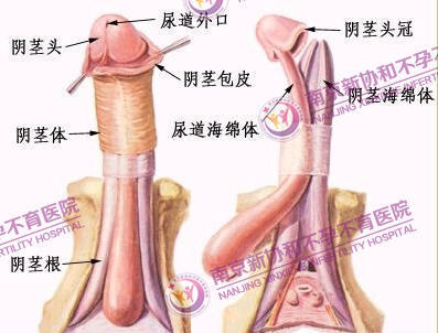 腺体