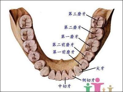 智齿