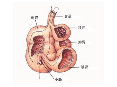 反刍
