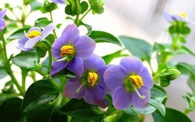 芳草