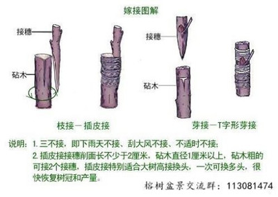 嫁接