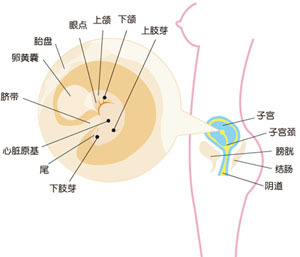 蜕化