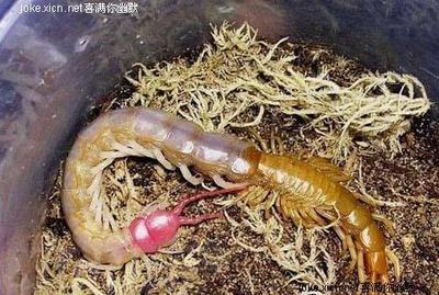 蜕皮