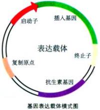 载体