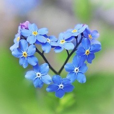 花儿