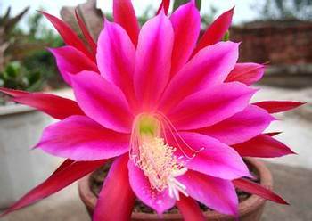 花卉