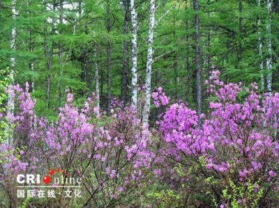 摘录