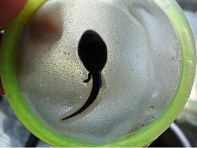 蝌蚪