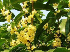桂花